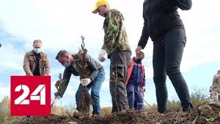 В Краснодарском крае посадили более 3,5 тысячи молодых дубов - Россия 24