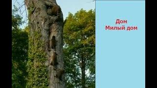 Подборка с животными.