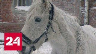 Приют, спасший десятки лошадей, просит о помощи - Россия 24
