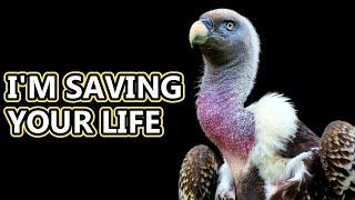 Vulture facts: nature's clean up crew | Animal Fact Files