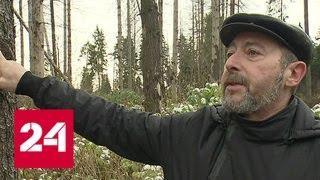 Жители Подмосковья пытаются отстоять Челюскинский лес - Россия 24
