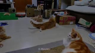 лучшие приколы 2016*подборка приколов котов*funny cats.
