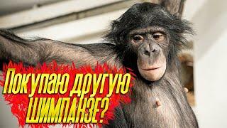 ВОПРОС ОТВЕТ | Покупаю новую обезьяну? | Конкурс на название канала | Как здоровье у шимпанзе Бони?