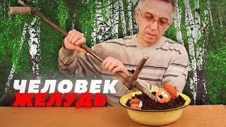 ОН ГОВОРИТ С ЖЕЛУДЯМИ // ТРЕЙЛЕР
