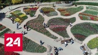 В Ялте в Никитском ботаническом саду расцвели 80 тысяч тюльпанов - Россия 24