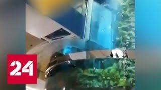 Потоп в ТЦ "Океания": гигантский аквариум дал течь - Россия 24