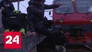 Подмосковных зайцев пытаются остановить железными кольями - Россия 24