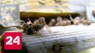 Вместо меда - суррогат: последствия массовой гибели пчел в России - Россия 24