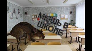 ШКОЛЬНАЯ ИСТОРИЯ. Мышь в школе ?!