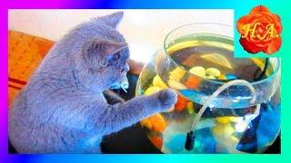 Кот рыболов Как Шерлок ловит рыбу Смешные животные