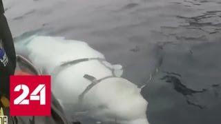 Помутнение сознания: история про русского кита-шпиона - Россия 24