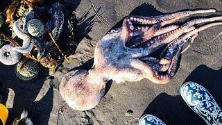 КАТАСТРОФА НА КАМЧАТКЕ! Океан отравлен, МИЛЛИОНЫ МЁРТВЫХ животных на Камчатке (3 октября, 2020)