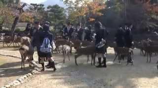 Япония Нара японские школьницы и олени