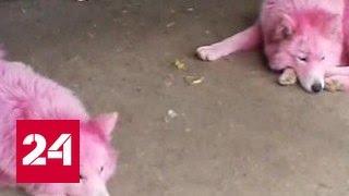 Под Геленджиком обнаружили двух розовых собак