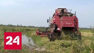 Амур поднялся до 5 метров: аграрии пытаются спасти урожай - Россия 24