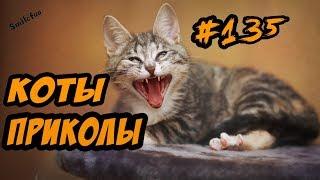 Смешные коты и кошки ДО СЛЁЗ Приколы с Котами 2018 Видео Коты