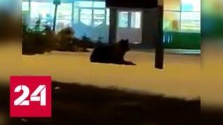 "Жрачку учуял": в Башкирии в центре города на снегу отдыхал медведь - Россия 24