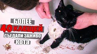 Спасение кота от клещей. Котик ищет дом / SANI vlog