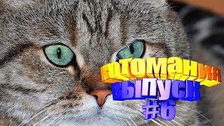 Смешные коты | Приколы с котами | Видео про котов | Котомания #6