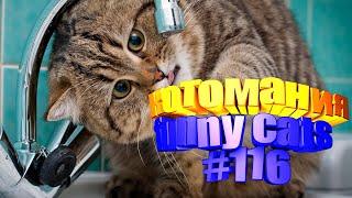 Смешные коты | Приколы с котами | Видео про котов | Котомания # 116