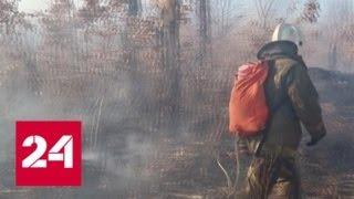 Пожары в Приамурье нанесли серьезный ущерб Хинганскому заповеднику - Россия 24