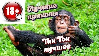 Лучшие Приколы 2020! Приколы 2020!Тик Ток Приколы. юморная дарья