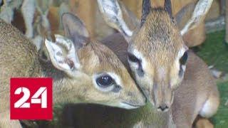 В Московском зоопарке пополнение сразу в двух семействах редких животных - Россия 24