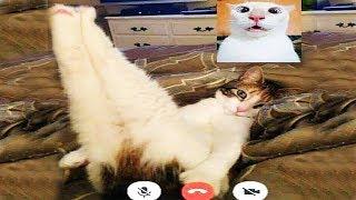 Я РЖАЛ ПОЛ ЧАСА / СМЕШНЫЕ ЖИВОТНЫЕ , КОТЫ СОБАКИ И ДРУГИЕ ПРИКОЛЫ