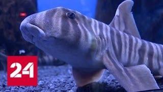 Во Владивостоке зебровидные бычьи акулы впервые дали потомство в неволе - Россия 24