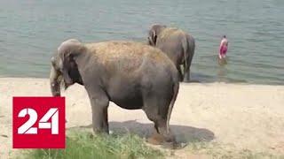 Слонов из цирка-шапито пустили порезвиться на пляже - Россия 24