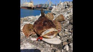 Rockfishing in Tuapse. The far pier. 01.05.17.Рокфишинг в Туапсе.Скорпена