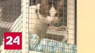 Выгул кошек против перепланировки: спор соседей в центре Москвы - Россия 24