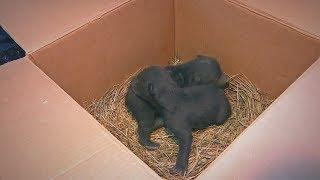 Найденных в коробке новорождённых медвежат передали в косолапый детский сад под Тверью