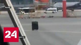В Шереметьеве очевидцы сняли на видео самоходный чемодан, катившийся к самолетам - Россия 24