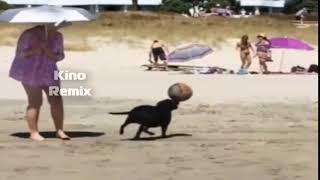 Собака баскетбольный мяч догоняка