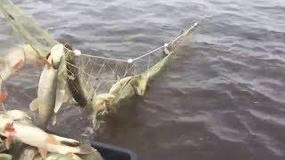 Необычные случаи на рыбалке! Ловля на сеть браконьерами! Видео Приколы #7