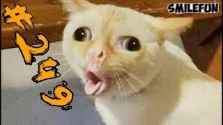 КОШКИ 2019 Смешные коты Приколы с кошками и котиками 2019 Funny Cats Выпуск 249