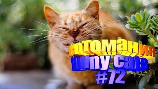 Смешные коты | Приколы с котами | Видео про котов | Котомания # 72