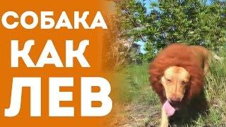 Собака Как Лев - Розыгрыш Людей На Улице (Приколы с животными, Смешное Видео, Юмор)