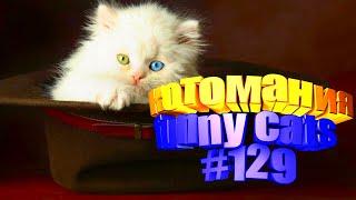 Смешные коты | Приколы с котами | Видео про котов | Котомания # 129
