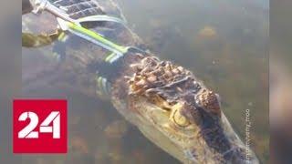 На Клязьминском водохранилище обнаружили крокодила - Россия 24