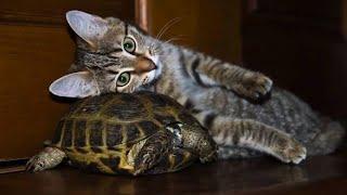 Коты VS Черепахи! Забавная Подборка! | Cats and Turtles.