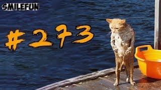 КОТЫ 2019 ПРИКОЛЫ С КОШКАМИ Смешные кошки и котики 2019 Funny Cats