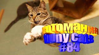 Смешные коты | Приколы с котами | Видео про котов | Котомания # 84