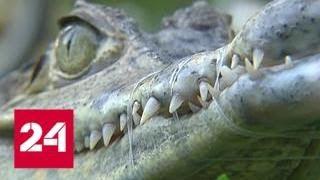Крокодил на поводке: необычный питомец напугал жителей Москвы - Россия 24