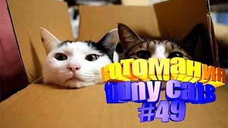 Смешные коты | Приколы с котами | Видео про котов | Котомания #49