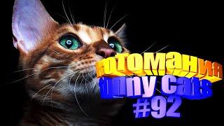 Смешные коты | Приколы с котами | Видео про котов | Котомания # 92