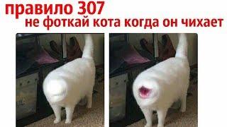 Сильные приколы с котами [Черный кот]