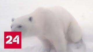 На Новой Земле из-за белых медведей введен режим ЧС - Россия 24