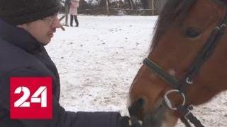 Архангельский конный клуб, где проводится иппотерапия, получил президентский грант - Россия 24